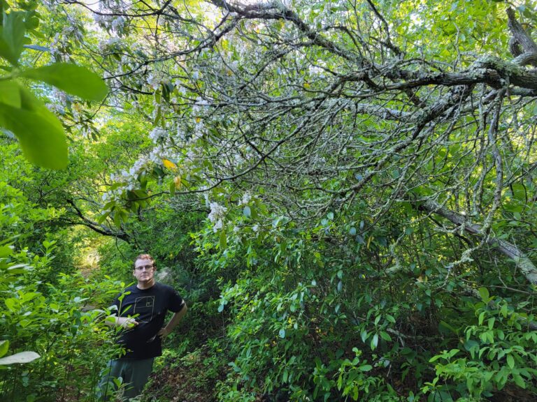Polyamory partner exploration in the woods